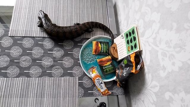 Синеязыкий сцинк: завтрак с Колбасом смотреть онлайн