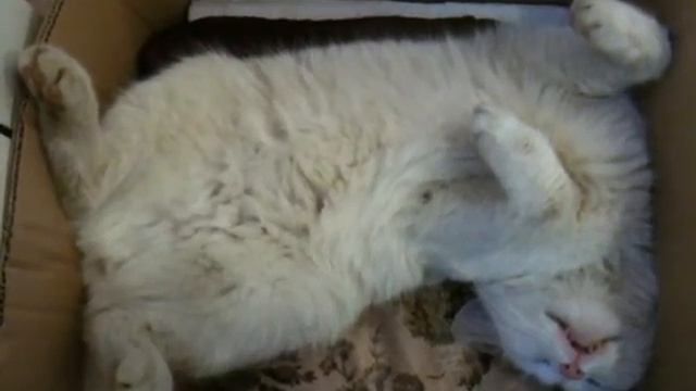 Кот и его крепкий сон :-))) смотреть онлайн