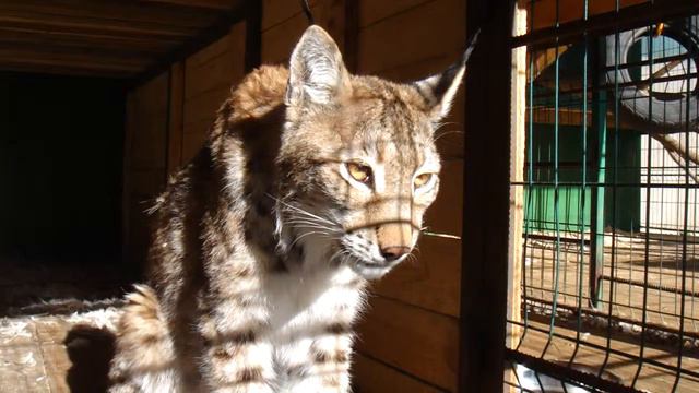 Рыси Центра смотреть онлайн