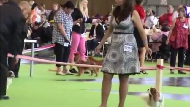 World Dog Show 2011, Paris. Cavaliers. Part 3 смотреть онлайн