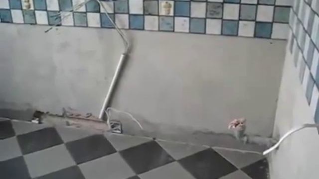 Штукатурные работы  Выравнивание стен