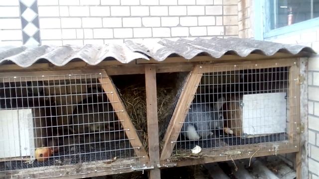 КРОЛЕКОВОДСТВО для начинающих. Как просто зарабатывать на кроликах смотреть онлайн