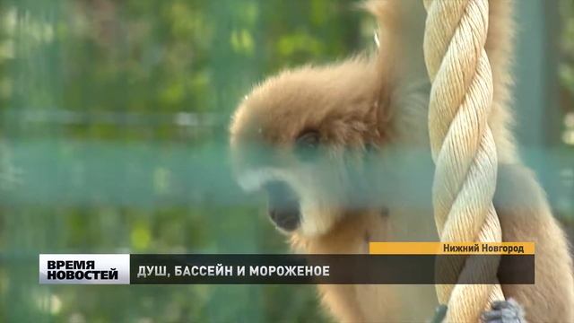 Сотрудники зоопарка «Лимпопо» спасают животных от жары смотреть онлайн