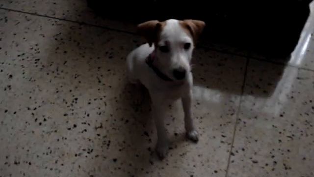Lulus's Tricks смотреть онлайн