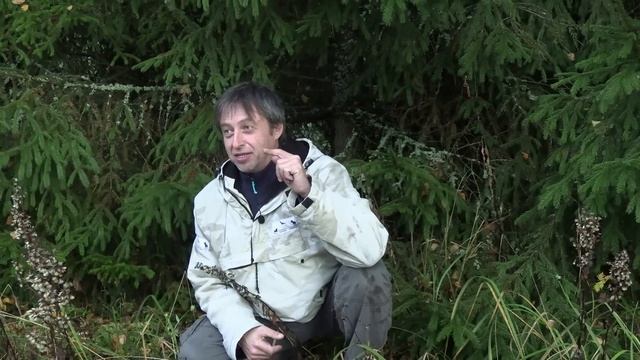 Возвращение медвежат в дикую природу! смотреть онлайн
