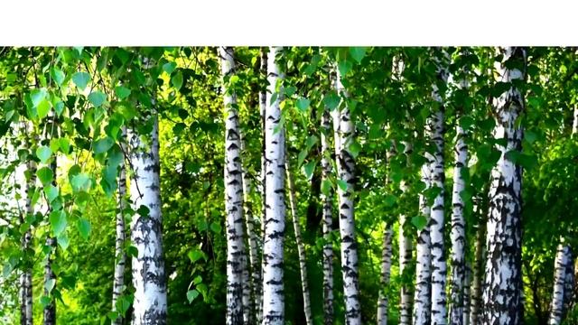 10 САМЫХ интересных фактов о лесе смотреть онлайн