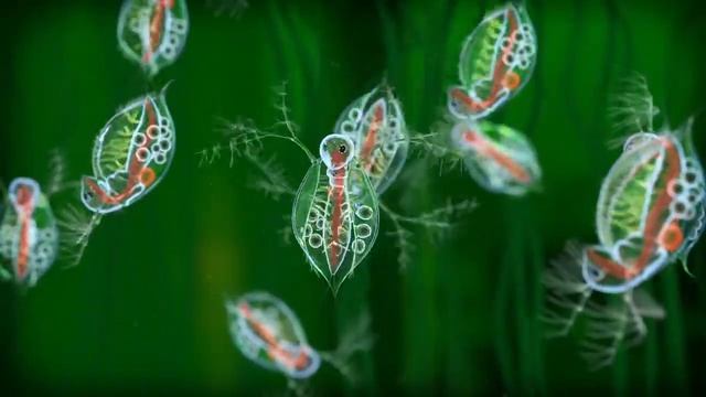 Дафния, род планктонных неокеанических ракообразных из надотряда ветвистоусых смотреть онлайн