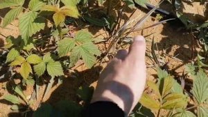 гербицид по клубнике и малине. фузилат