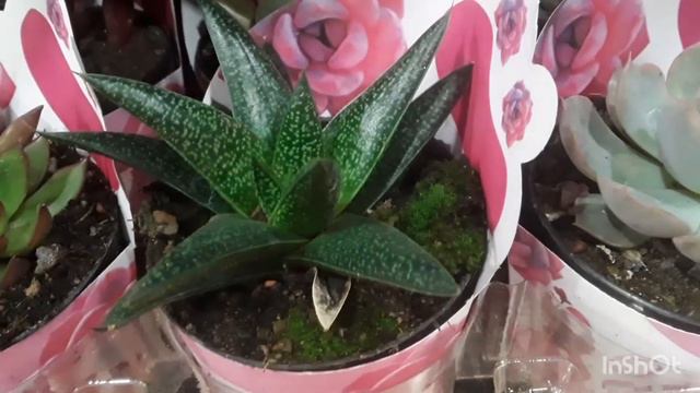 Tuor #lavanda e lindas rosas na Leroy Merlin Zona norte do RJ смотреть онлайн