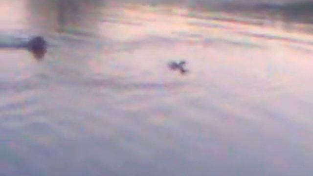 Английский кокер спаниель ловит подранка