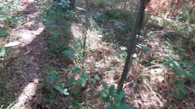 ?Осенняя прогулка по лесу...?Сбор грибов..Хорошие воспоминания смотреть онлайн