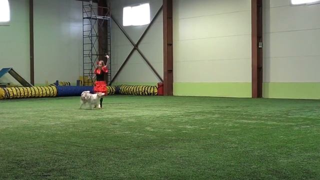 Открытый фристайл Бекенева Яна и Border Collie, LUMOS SOLEM BAROCCO Фламенко смотреть онлайн