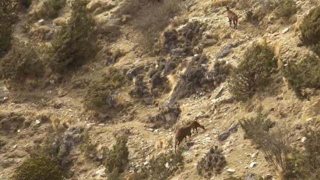 Мускусные олени, Сагарматха Непал, апрель 2011г смотреть онлайн