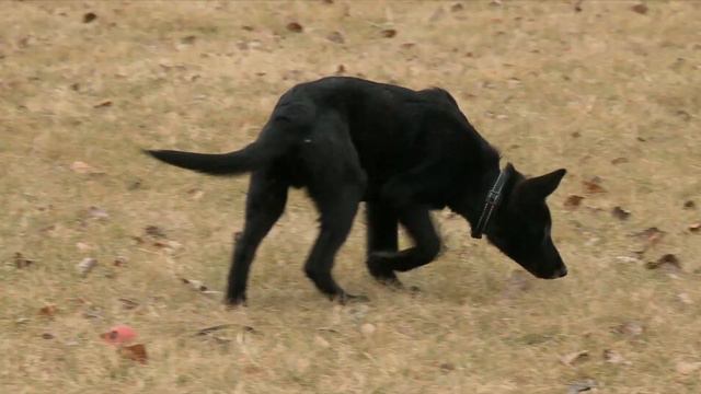 Хвост пистолетом смотреть онлайн