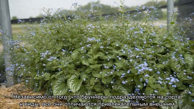 Бруннера крупнолистная смотреть онлайн