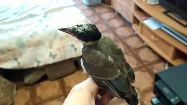 Птенец голубой сороки. История спасения. смотреть онлайн