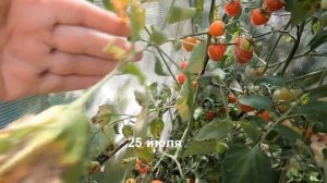 Томат F1 Клубничный (черри). Обзор от посева семян до сбора последнего урожая в средней полосе ОГ.