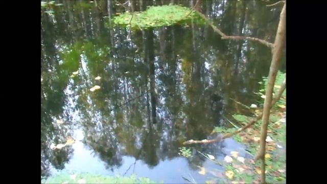 Охота на бобра.Загородка на бобра из поваленного дерева(Будни охотника и рыбака) смотреть онлайн