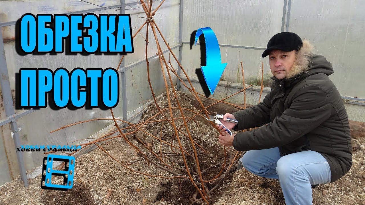 ОБРЕЗКА ВИНОГРАДА В СЕВЕРНЫХ УСЛОВИЯХ (УРАЛ, СИБИРЬ). ВЫРАЩИВАНИЕ ВИНОГРАДА В ТЕПЛИЦЕ смотреть онлайн