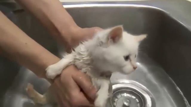 Мокрый котенок смотреть онлайн