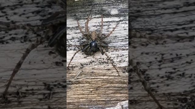 Паук напал на паука.