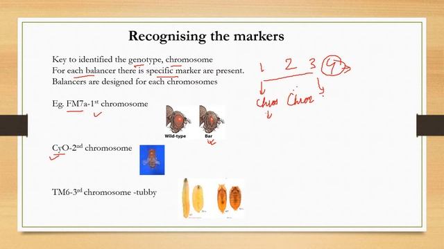 #Drosophila genetics#How to set the cross #What is the balancer. смотреть онлайн