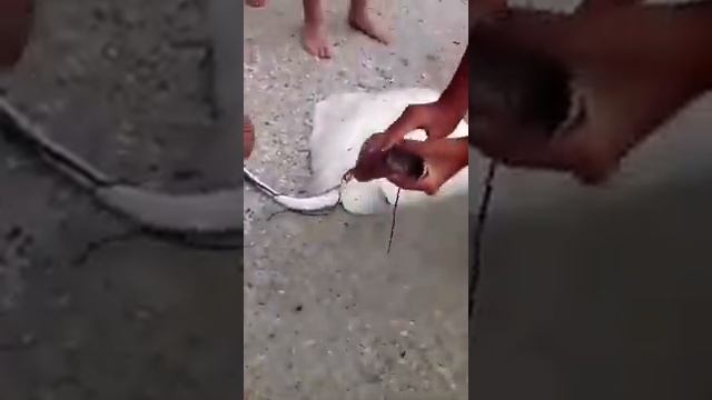 Роды у рыбы на берегу Шок смотреть онлайн