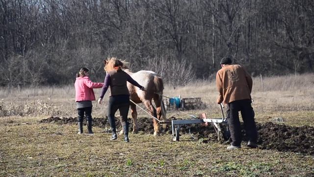 Вспашка поля. Работа кипит, Буфет старался смотреть онлайн