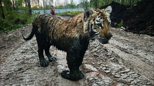 Исследуем новую дорогу с Черным Тигром!