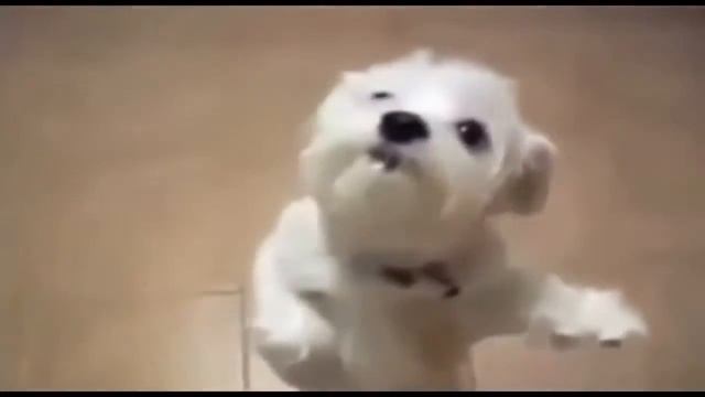 Приколы Сальса смотреть онлайн