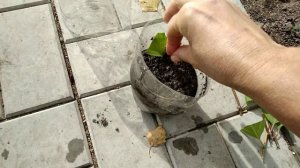 Как просто укоренить гортензию осенью.