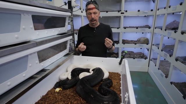 How To Breed Boa Constrictors like a Professional смотреть онлайн