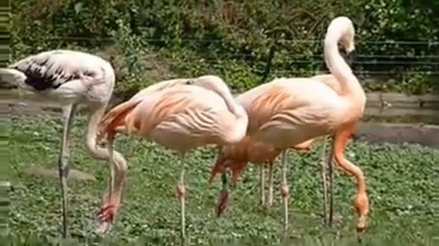 Tierpark Berlin Friedrichsfelde (Один из зоопарков Берлина)