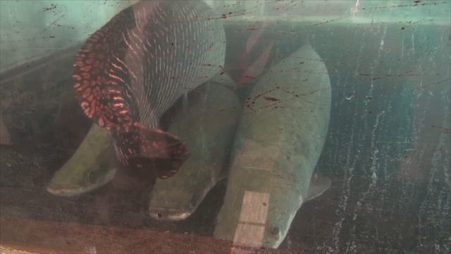 Воспоминания 2015. Таиланд Sanuk & Sabai. Часть 14. Прощание с Ко Чангом - Трансфер в Бангкок - Засе