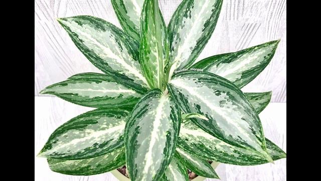 100 JENIS AGLONEMA | AGLAONEMA VARIETIES смотреть онлайн