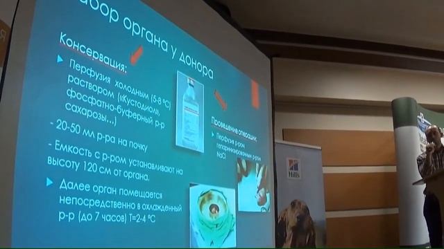 Пересадка почки у животных, трансплантология у животных смотреть онлайн