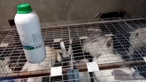 Чем и как глистовать кроликов и не только. Как я все это выдержу?