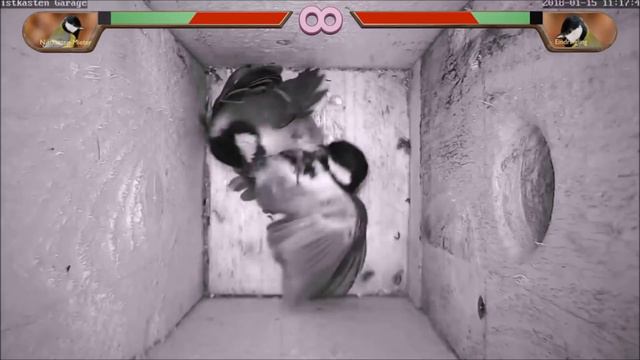 Dragonball Z: angry birds-fight in a nestbox! смотреть онлайн