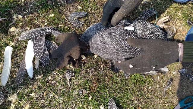 Сделай так, что бы цесарка не улетела смотреть онлайн