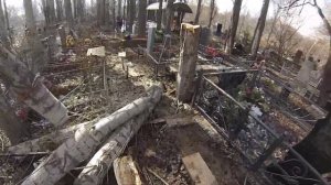 Как спилить дерево на кладбище без автовышки? Это задача для профессиональных арбористов.