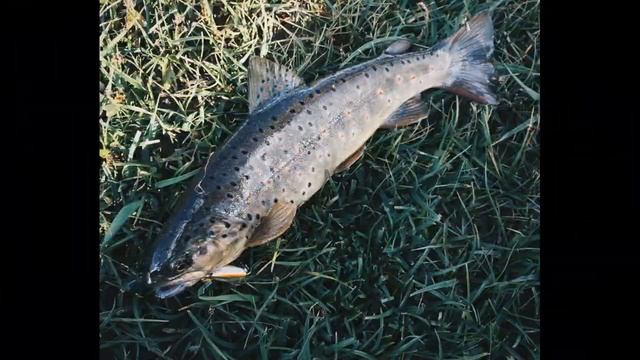 Севанский "Ишхан"/Севанская Форель/Սևանի իշխան #ishxan #ишхан смотреть онлайн