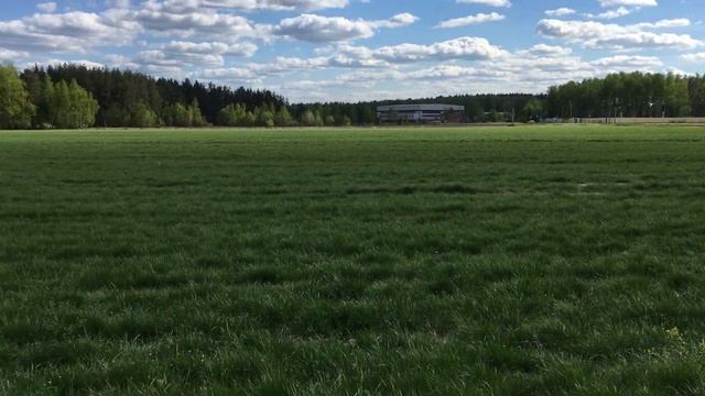 семенник газонной травы ООО Изумруд