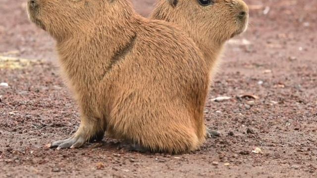 Удивительные соседи. Капибара смотреть онлайн