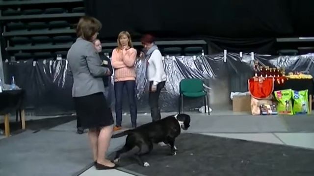 014 CACIB 3 05 2014 Весенний Петербург Немецкий боксер суки класс чемпионов Lar`Arete Sade смотреть онлайн