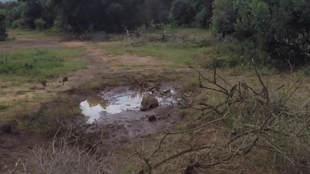 South Africa. Johannesburg. Elephant Park  // Южная Африка. Йоханнесбург. Парк - слонов