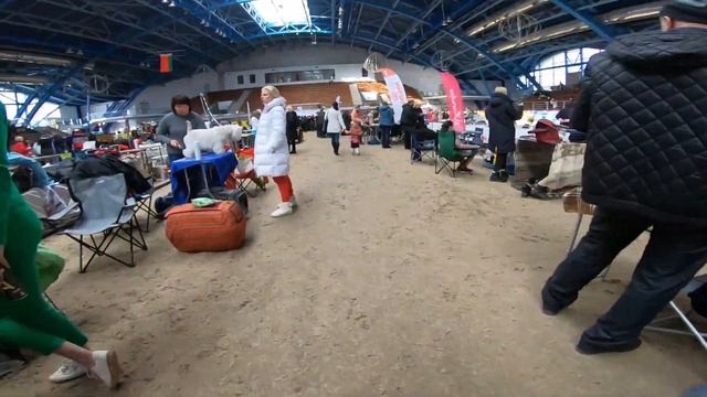 Международная выставка собак в Ратомке. смотреть онлайн