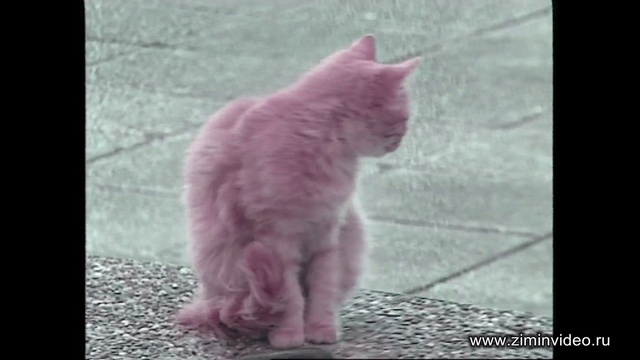 Прикольный кот смотреть онлайн