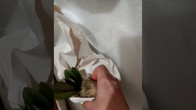 получила новые сорта орхидей, показываю распаковку смотреть онлайн