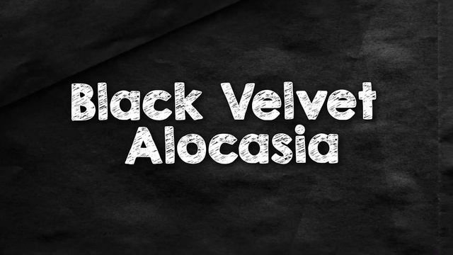 14 Stunning Black Indoor Plants | Houseplants With Black Leaves смотреть онлайн