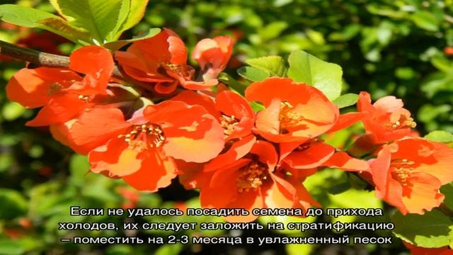 Особенности выращивания японской айвы на приусадебном участке (20 фото) смотреть онлайн